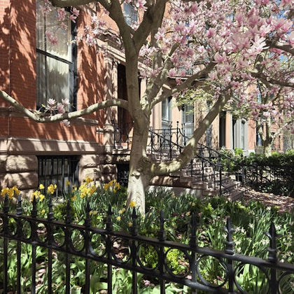 A flowering tree with pink blossoms in front of a brick building, surrounded by a garden and a black wrought iron fence.