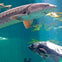 Vancouver Aquarium