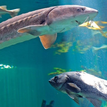 Vancouver Aquarium