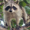Raccoon