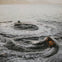 Two people riding jet skis, creating circular waves on a calm lake with mountains in the background.