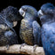 Three black cockatoos with distinctive feather patterns perched closely together on a branch against a dark background.