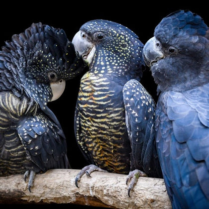Three black cockatoos with distinctive feather patterns perched closely together on a branch against a dark background.