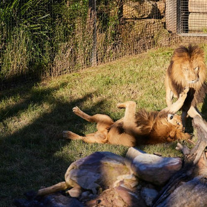 Lions at Zoo