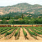 A vineyard with rows of grapevines, a passenger train passing by, and mountains in the background.