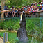 Zookeeper feeding a giant saltwater crocodile