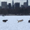 The Great Lawn on a winter’s day