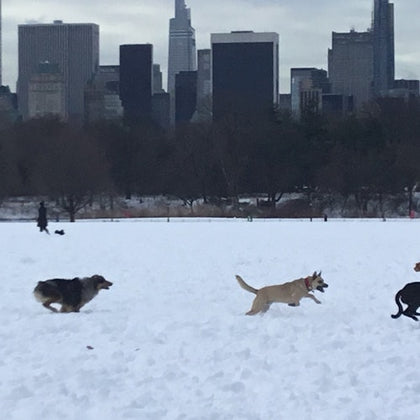 The Great Lawn on a winter’s day