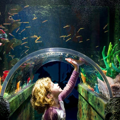 A child looks up at small fish while standing under a transparent tunnel in a colorful aquarium exhibit.