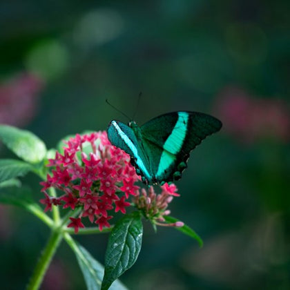 A vibrant turquoise and black butterfly rests on a cluster of small, bright pink flowers with green leaves in the background.