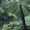 Walk through the majestic Rainforests