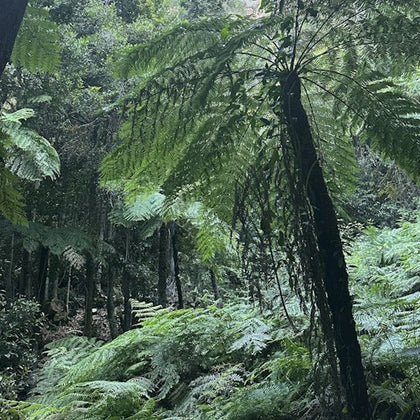 Walk through the majestic Rainforests