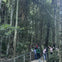 Guided Rainforest Walk