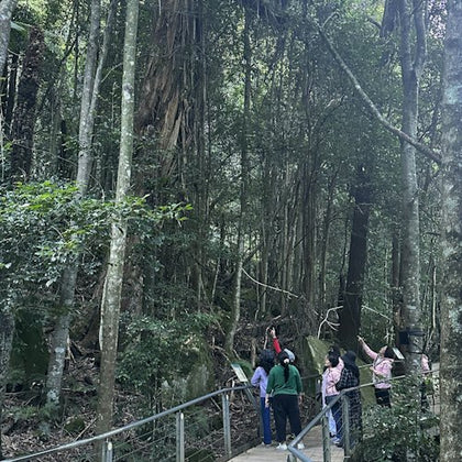Guided Rainforest Walk