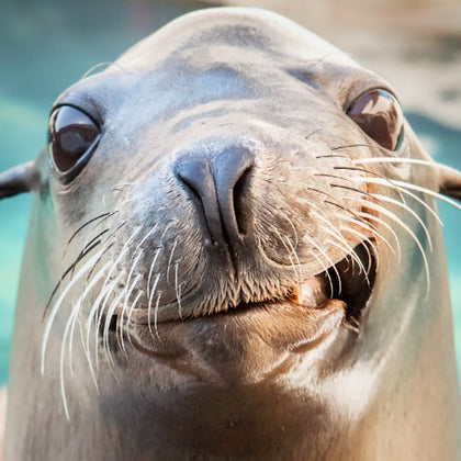 Close-up of a seal's face with large eyes, whiskers, and slightly open mouth. Background is blurred water.