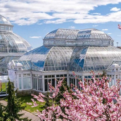 A glass greenhouse structure surrounded by blooming cherry blossoms under a sunny sky.