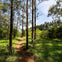 A dirt path winds through a forest of tall trees and green foliage under a blue sky with some clouds.