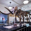 A large mammoth skeleton displayed in a museum, accompanied by a smaller mammoth model. Other exhibits and an American flag are visible.