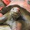 Galapagos Tortoise