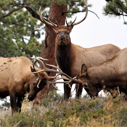 Three elk in a forested area, with two engaging in a clash of antlers while the third looks directly forward.