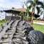 Alligator by Park Entrance 