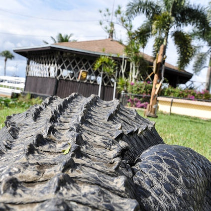 Alligator by Park Entrance 
