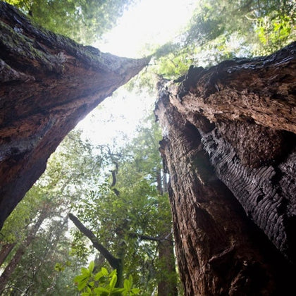 Muir Woods