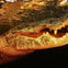Everglades: Gator Nights 60-Minute Airboat Adventure