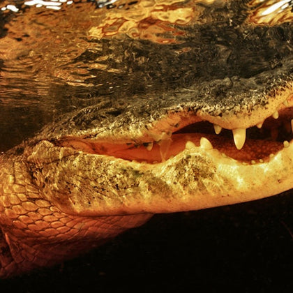 Everglades: Gator Nights 60-Minute Airboat Adventure