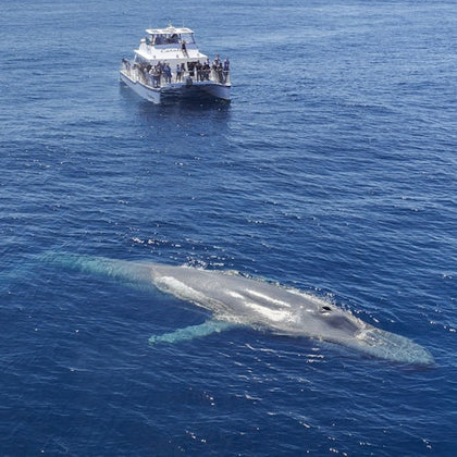 People on a boat watch a large whale swimming just below the surface of the clear blue ocean.
