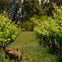 Wild kangaroos lazing about in the vines