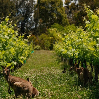 Wild kangaroos lazing about in the vines