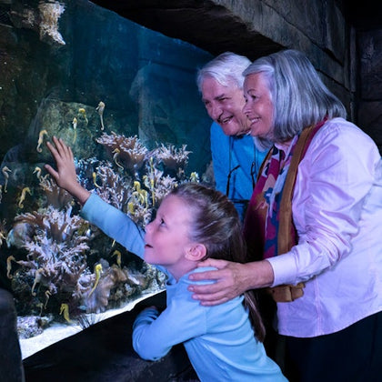 Two older adults and a young girl enjoy observing seahorses and coral in a large aquarium.