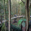 A group of people walking on an elevated wooden walkway through a dense forest with tall trees and lush greenery.
