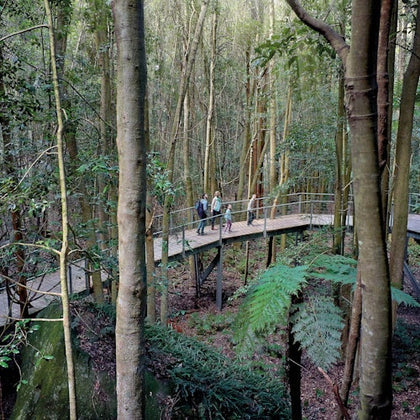 A group of people walking on an elevated wooden walkway through a dense forest with tall trees and lush greenery.