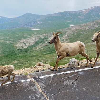 Three bighorn sheep walking on a mountain road with a grassy landscape and hills in the background.