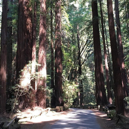 Muir Woods National Monument