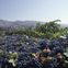From San Francisco: Napa & Sonoma Valley Full Day Wine Tour