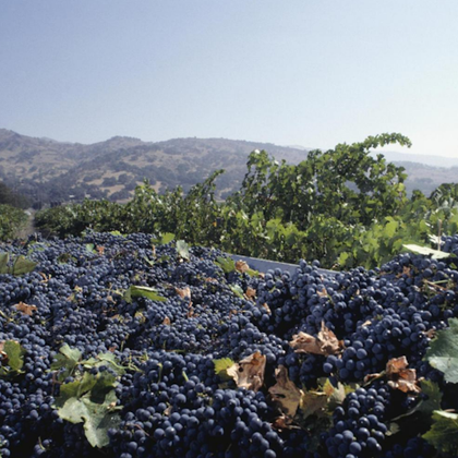 From San Francisco: Napa & Sonoma Valley Full Day Wine Tour