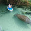 Paddleboard with manatee
