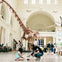 Field Museum 