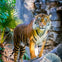 Taronga Zoo: Ferry Transfer + Entry Ticket