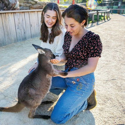 Feed the Kangaroos at Sydney Zoo