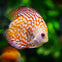 Close-up of a vibrant orange and white patterned fish with a black eye swimming in a green water environment.