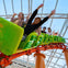 People riding a green rollercoaster indoors with hands raised, expressing excitement and joy.