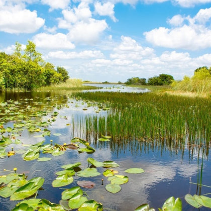 Sawgrass Recreation Park