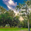 Park scene with large trees draped in Spanish moss, wooden fence, grassy area, and a small gazebo under a partly cloudy sky.