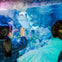 Two children observing a large fish through an aquarium glass, with one child reaching out towards it.