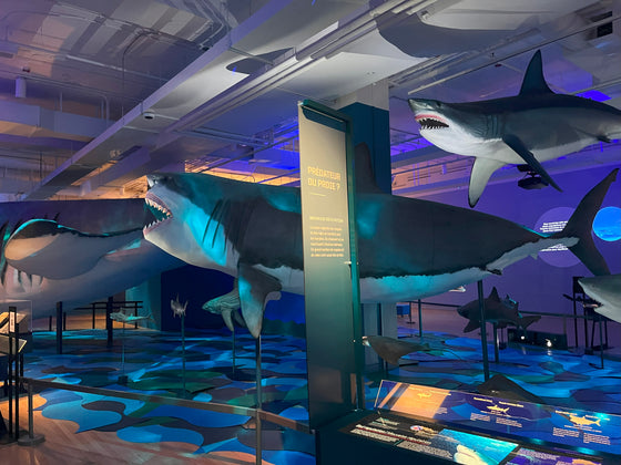Royal Ontario Museum Feature Exhibit: Sharks